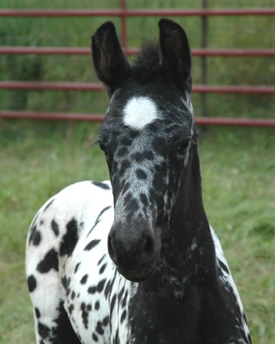 Friesian/Appaloosa Crossbreed Horses - A Unique Combination